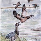 A watercolour Painting of wild Brent geese at Spurn Point Nature Reserve