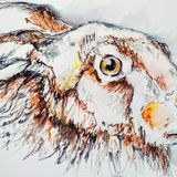 Brown hare in pen and watercolour