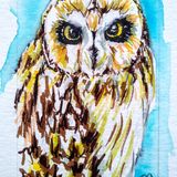 Short eared owl in pen and watercolour