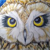 Portrait of a short eared owl