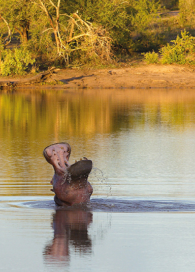 Bellowing Hippo, South Africa
