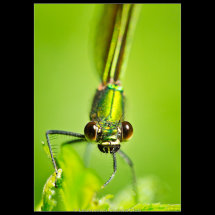 01 Chris Robbins beautiful demoiselle (Calopteryx virgo)