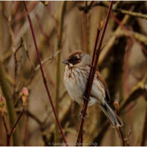 01 Female Reed Bunting Di Northey
