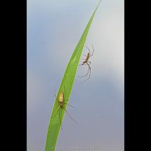 02 Adrian Davey Long Jawed Orb Weaverr Spiders