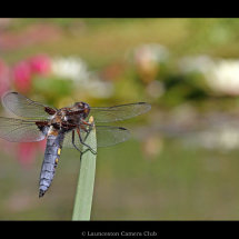 02 Broad Bodied Chaser and Water Lillies Adrian Davey 1st Place