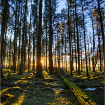 02 Chris Robbins A Walk in the Woods