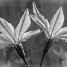 Contre Jour 2017