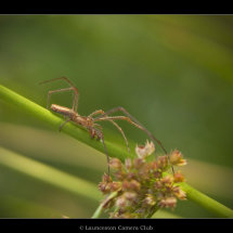 02 Ian Smith Daddy Long Legs Spider
