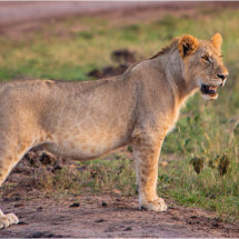 03 Hugh Letheren Masai Mara Young Lion