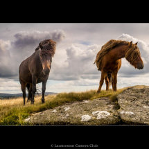 04 Dartmoor Ponies Geoff Trevarthen Highly Commended