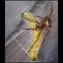 04 Geoff Trevarthen Female Noble False Widow with prey Commended