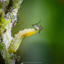 04 Hilary Phillips Hoverfly Larva feeding on Yarrow Aphid Commended
