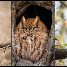 04 Pedro Landers Owls Have Ears