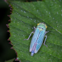05 Geoff Trevarthen Green Leaf hopper (Chrysoperla carnea) - (Colour Print)