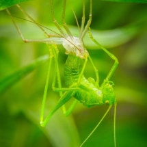 05 Hilary Phillips Emerging Adult Speckled Bush-cricket