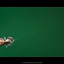 06 Chris Robbins Jumping Spider Pseudeuophrys lanigera