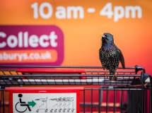 The Supermarket Starling by Geoff Trevarthen