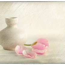 06 Heather Bodle Petal Display