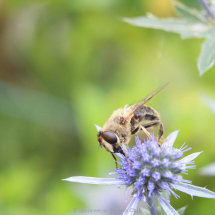 06 Roger Lane Hover Fly