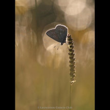 07 Adrian Davey Common Blue 2nd place