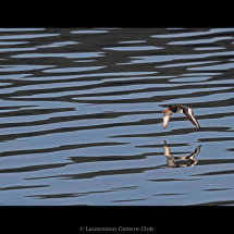 07 Adrian Davey Oystercatcher 1st colour print