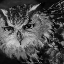 07 Mike Pettett Eagle Owl Highly Commended