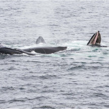 08 Hugh Letheren Humpback Whales Feeding Off Massachusetts