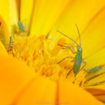 09 Hilary Phillips Common Green Capsid Bug Nymph Feeding 2nd Place