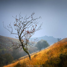 09 Nick Bodle Lone Tree