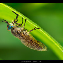 10 Chris Robbins Notch-horned Cleg-fly Highly Commended