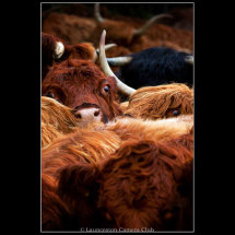 11 Cattle Ian Smith Highly Commended