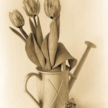 11 Hilary Phillips Tulips