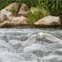 11 Hugh Letheren Little Egret on River Stour
