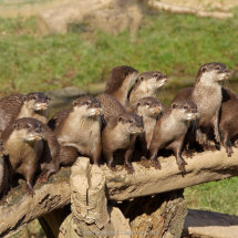 11 ValCarpenter Asian Short Clawed Otter Family