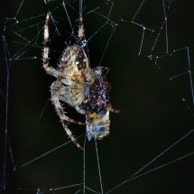 12 Geoff Trevarthen Garden Cross Spider with prey (Colour Print) 3rd Place