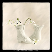 12 Heather Bodle Snowdrops Commended Colour