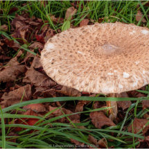 12 Hugh Letheren Parasol Mushroom (Macrolepiota procera)