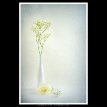 133-Serenity-Heather Bodle-Launceston CC wb