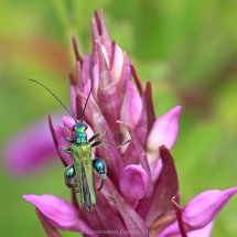 13 Adrian Davey Thick Legged Flower Beetle Highly commended colour print Highly Commended