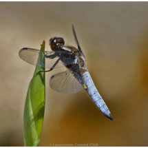 13 Di Northey Broad-bodied Chaser