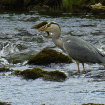 14 Dave Bridges Heron fishing