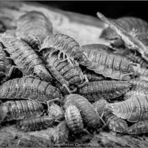 14 Hilary Phillips Woodlouse Gathering wb