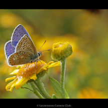 15 Blue on Yellow Adrian Davey Second Place