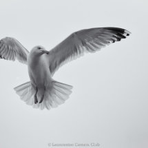 15 Geoff Trevarthen Herring Gull 2nd Place Mono