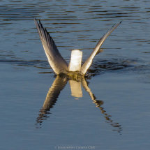 15 Gull Diving Hilary Phillips
