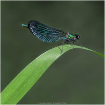 17 Tracey Small Damselfly