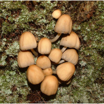 18 Fungi Di Northey