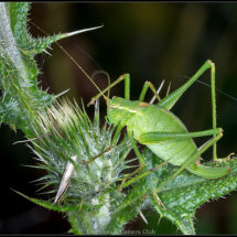 18 Geoff Trevarthen Female Speckled Bush Cricket