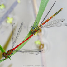 19 Hilary Phillips Red Damselflies in Tandem