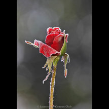 19 Winter Rose Adrian Davey